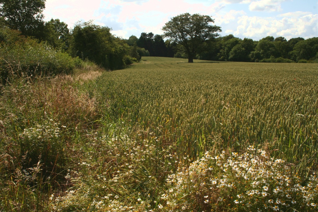 Arable Farmland at the Brockholes