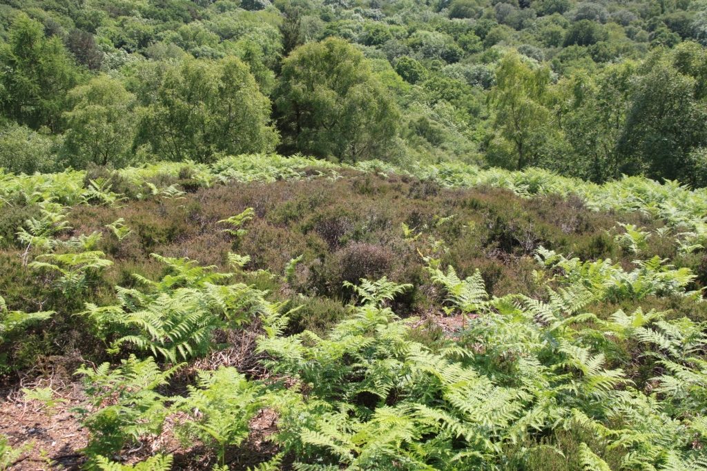 Relic Heathland on St Lawrences Hill